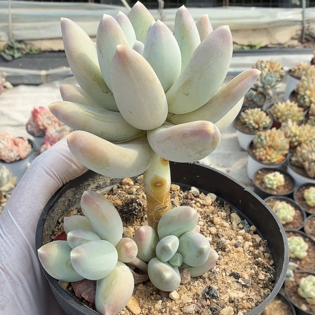 京美人老桩，满20包邮