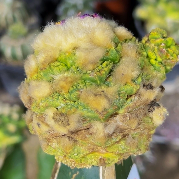 无花朵福利螺旋老龟甲牡丹锦612