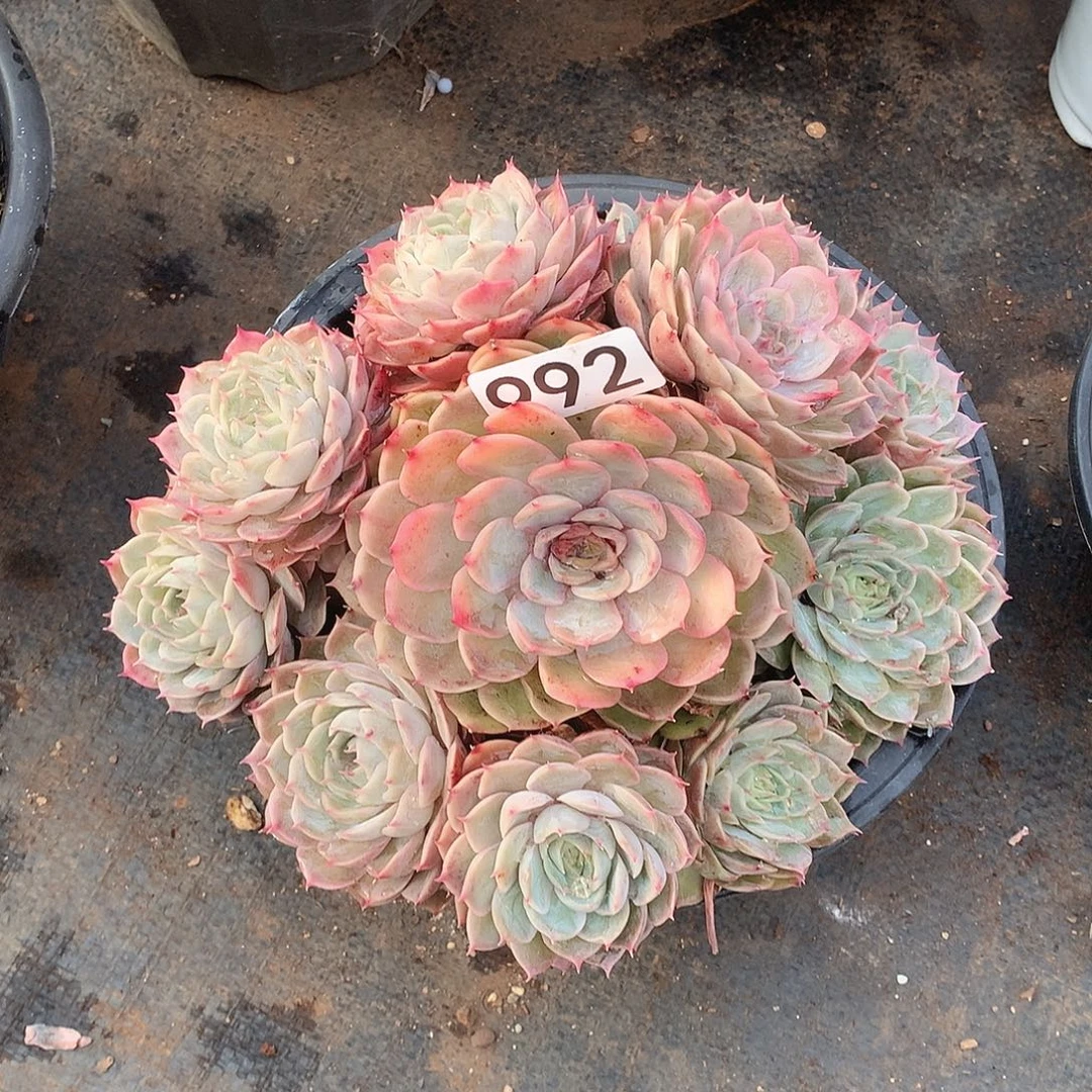 992昂斯诺一物一拍多肉