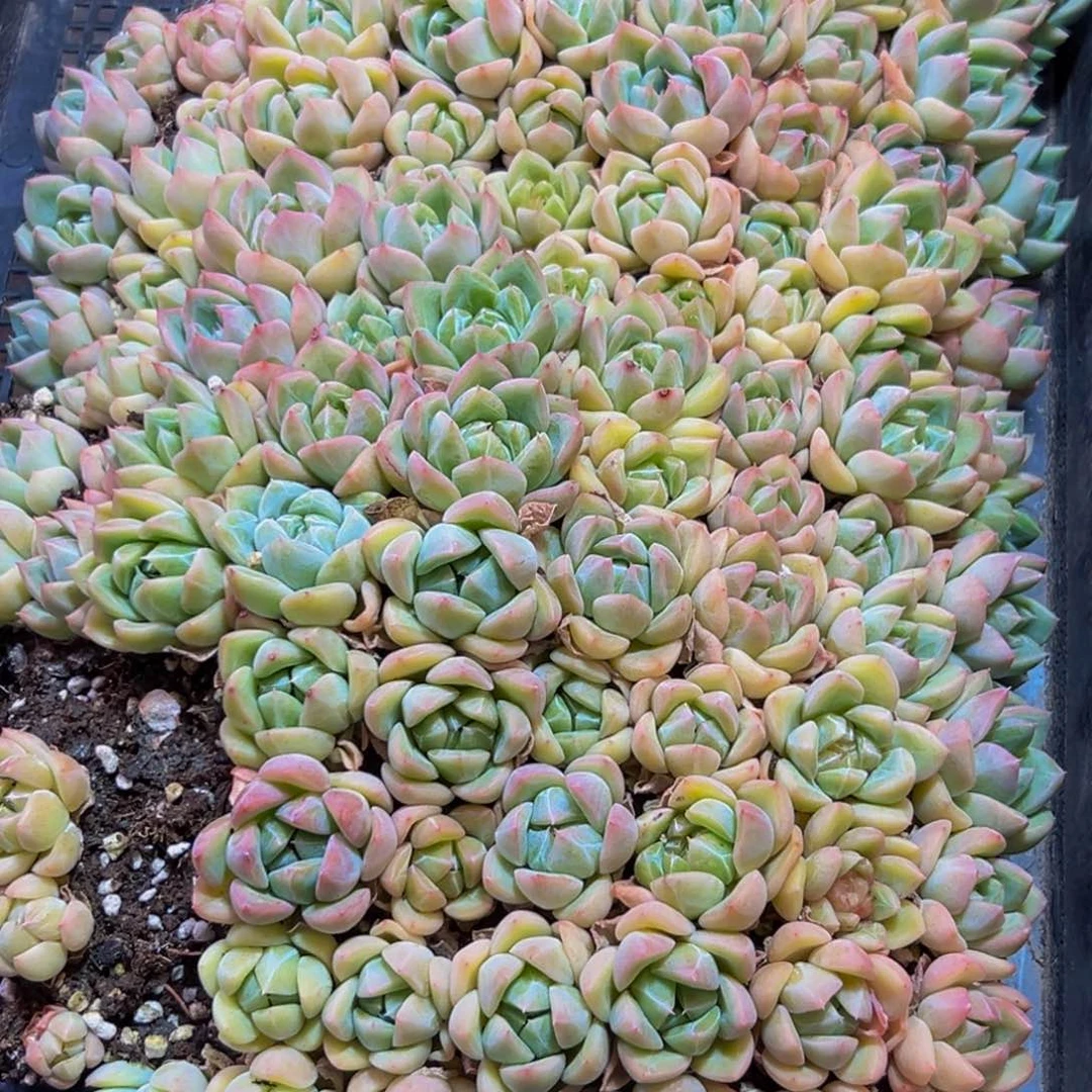 688多肉的小龙虾和一只