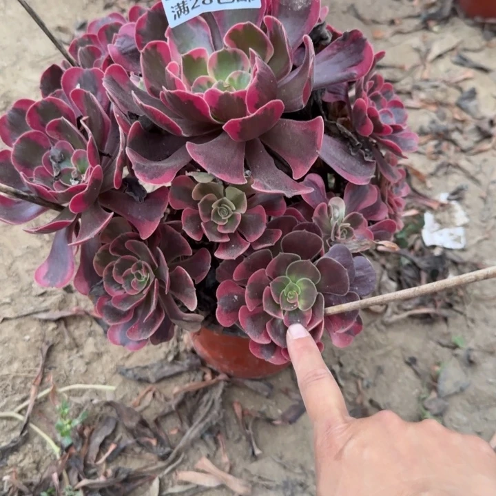 5713二号棚凤冠多肉O