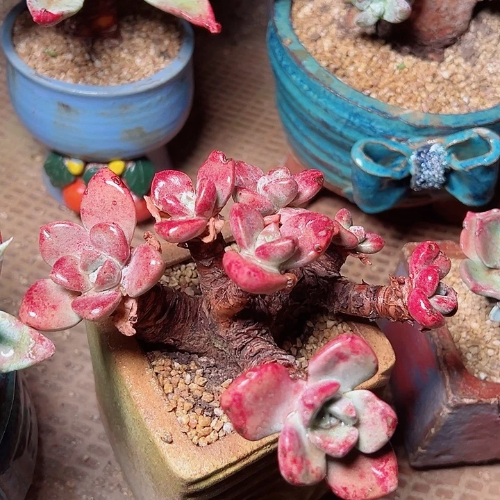 M***y9558贝拉仙女杯多肉