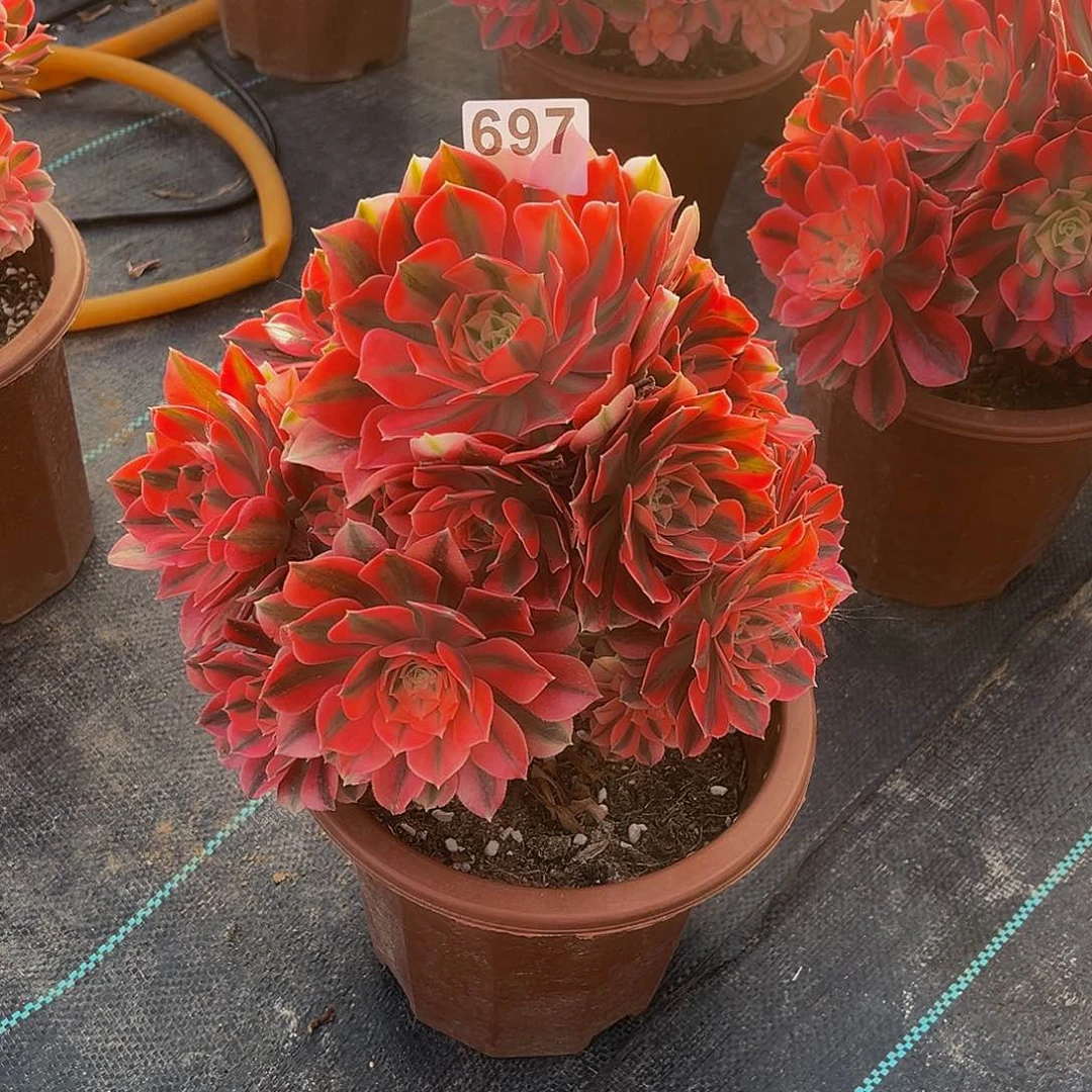 做*己多肉植物一物一拍697