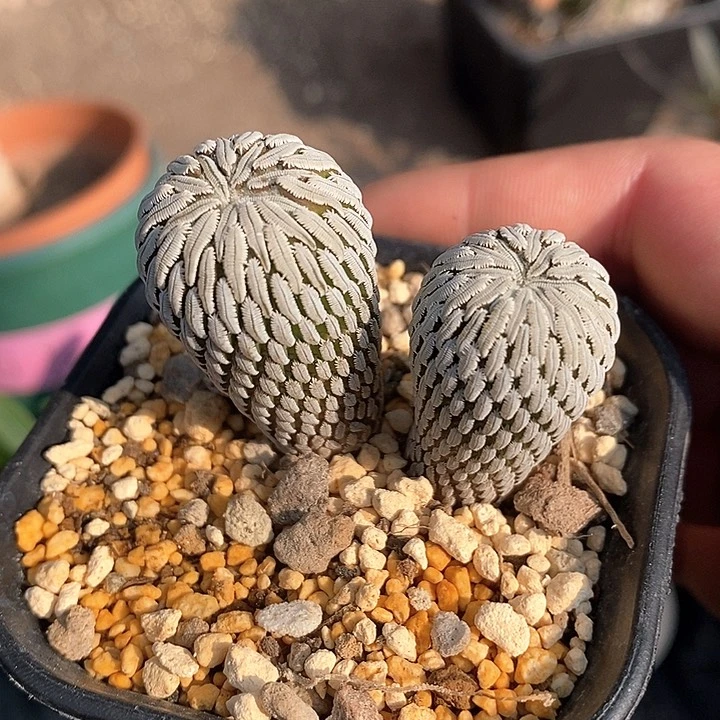 孤品自根双头精巧丸实生品相福利