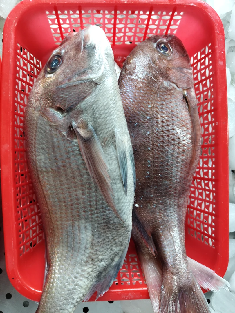 红佳吉鱼红雕鱼3条5斤