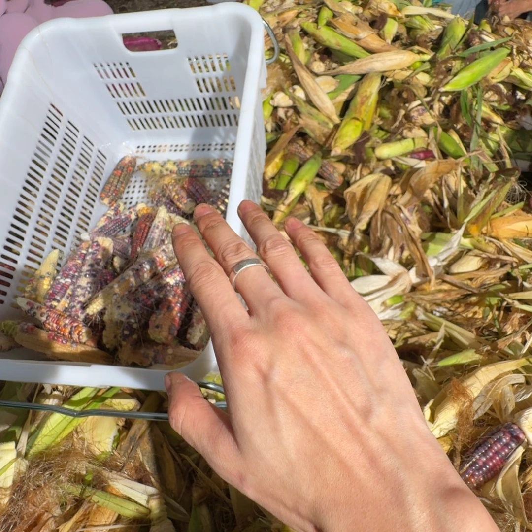 迟****大叶紫檀（黑酸枝木类）