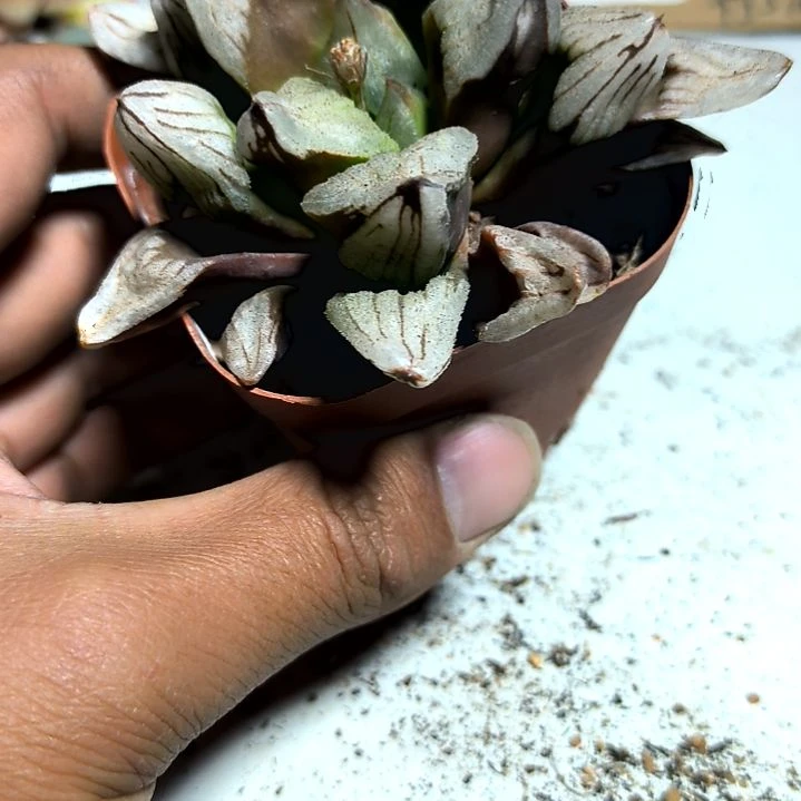 满6元包邮，大颗冰城