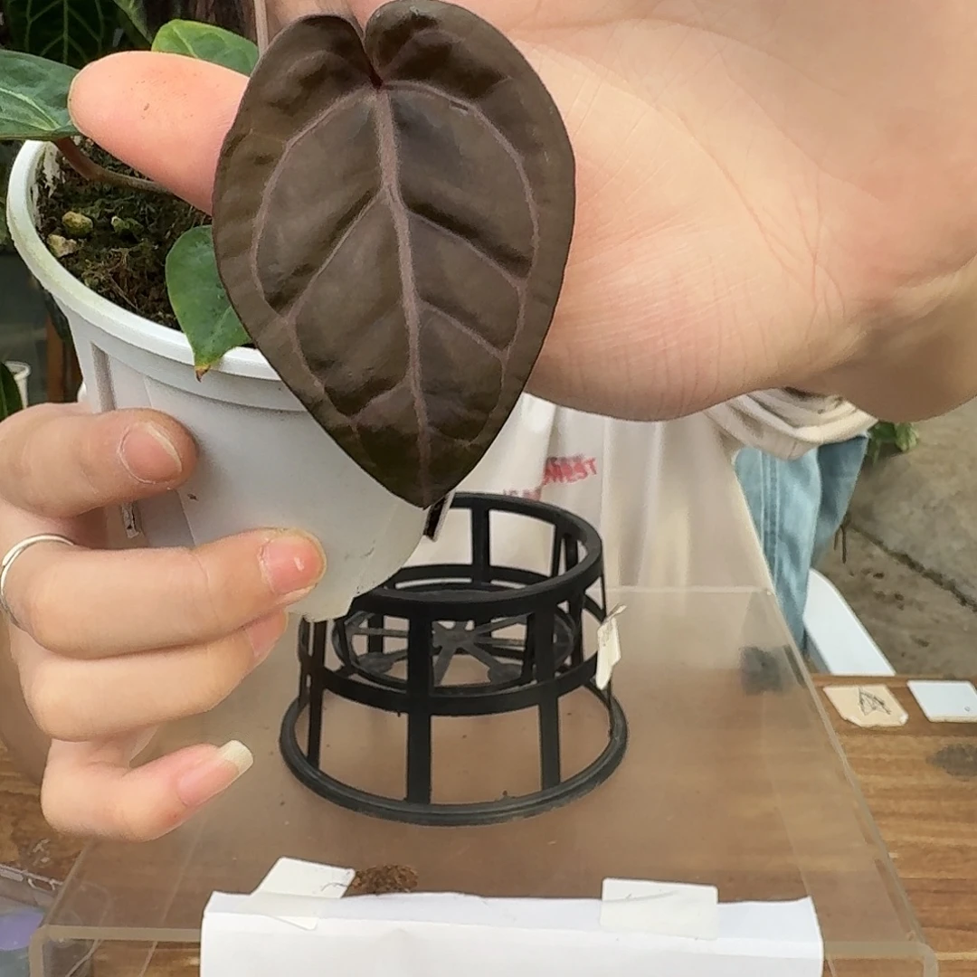 完全开放O87紫水晶杂