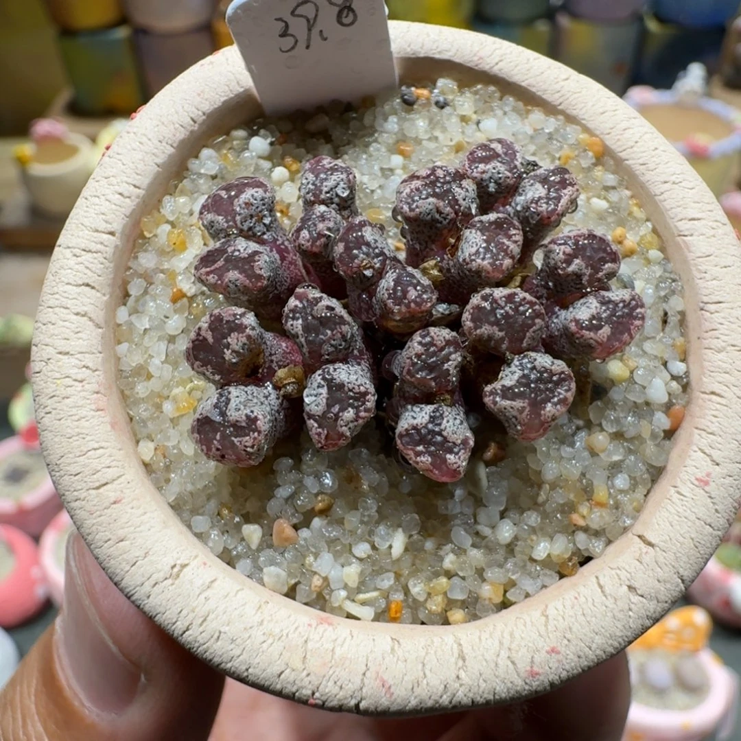蘑菇1089蝴蝶勋章多肉植物