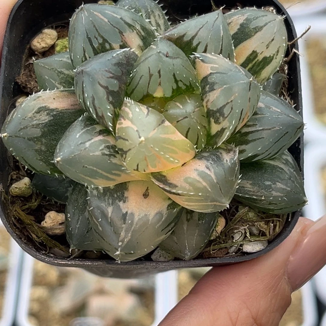 107om玉露锦十二卷多肉