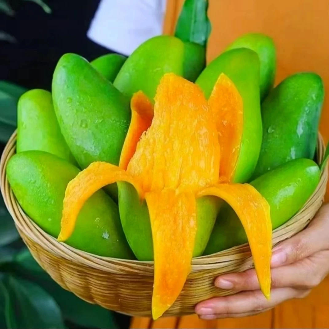 广西金煌芒现摘百色芒果 新鲜水果 当季整箱热带水仙芒 青皮芒果