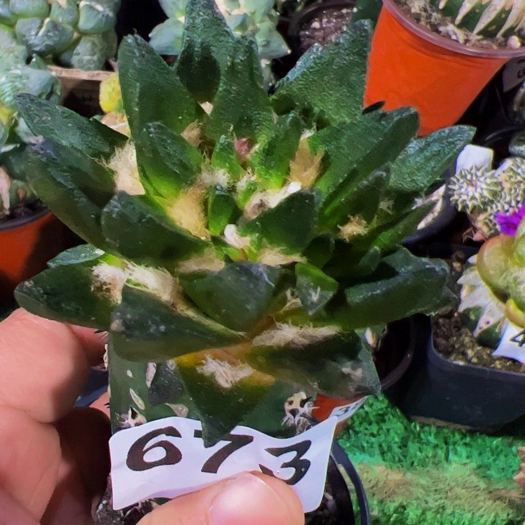 无花朵长尤龙角带个侧芽673