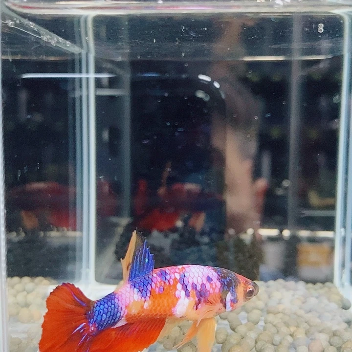 斗鱼蓝25号巨否将军