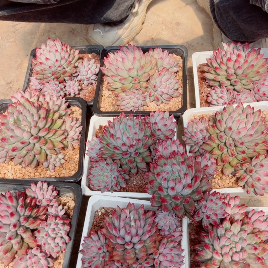 虞美人多肉植物00000