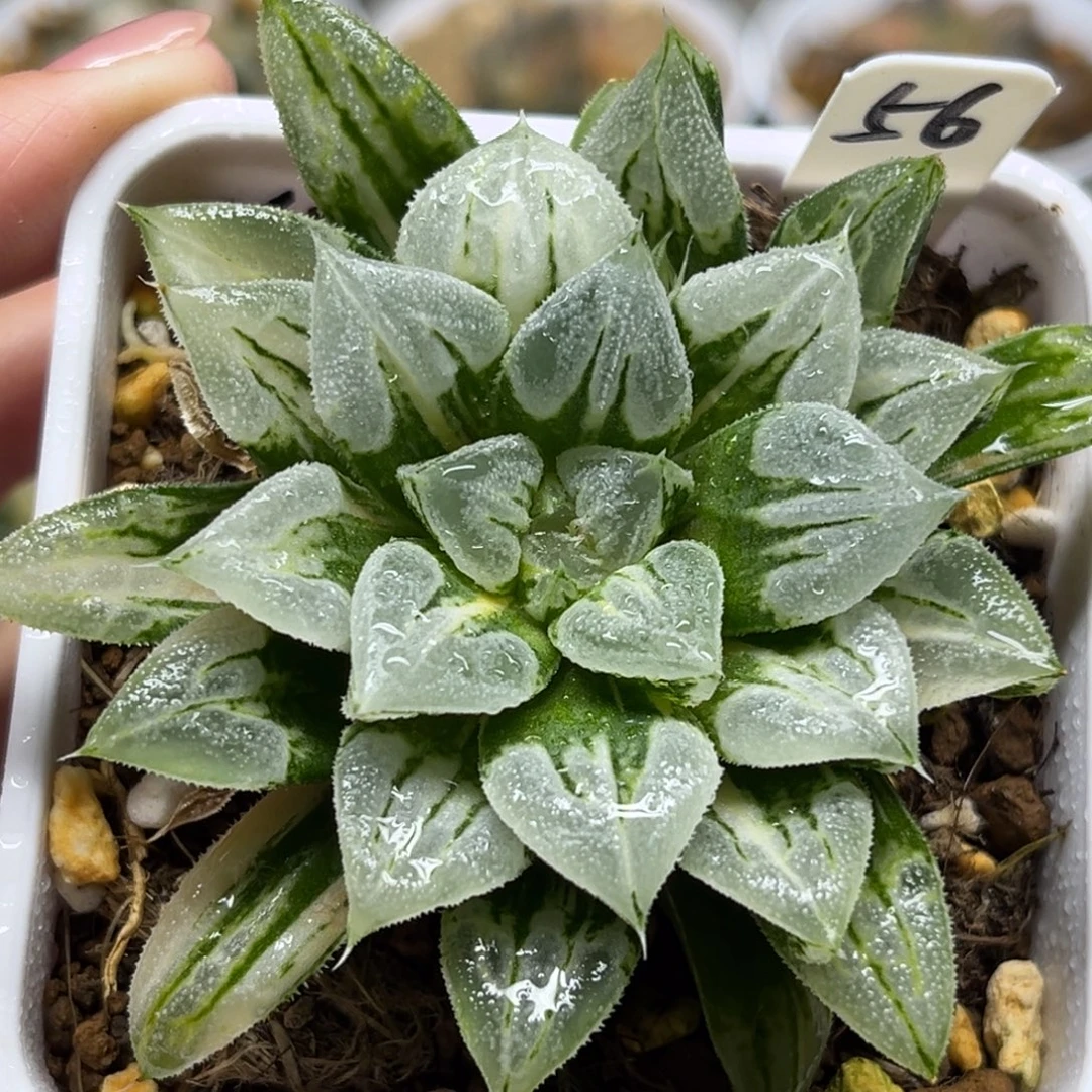 56爱心寿锦福利专场