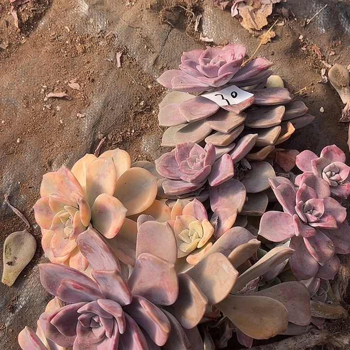 抓***病紫乐景30号多肉植物