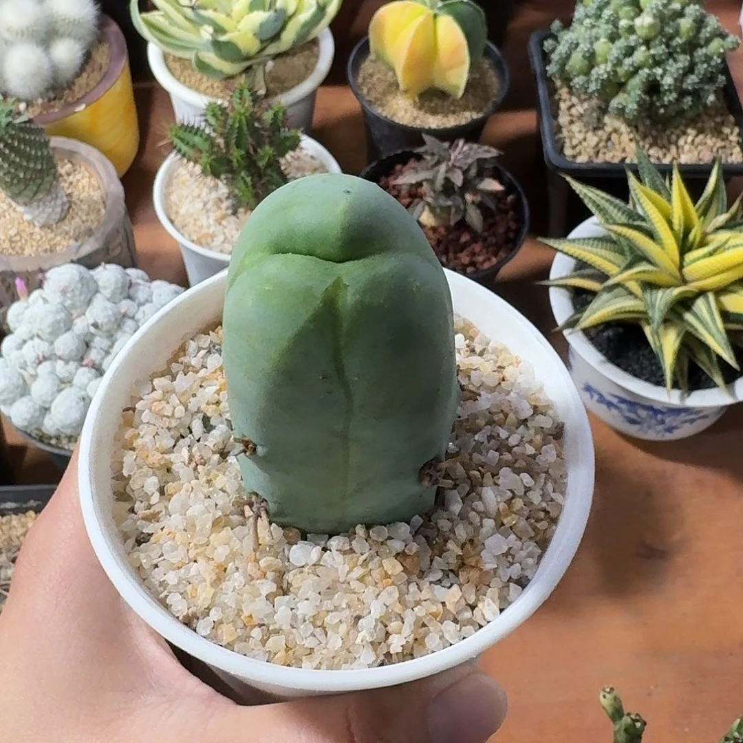 程程柱仙人球1234