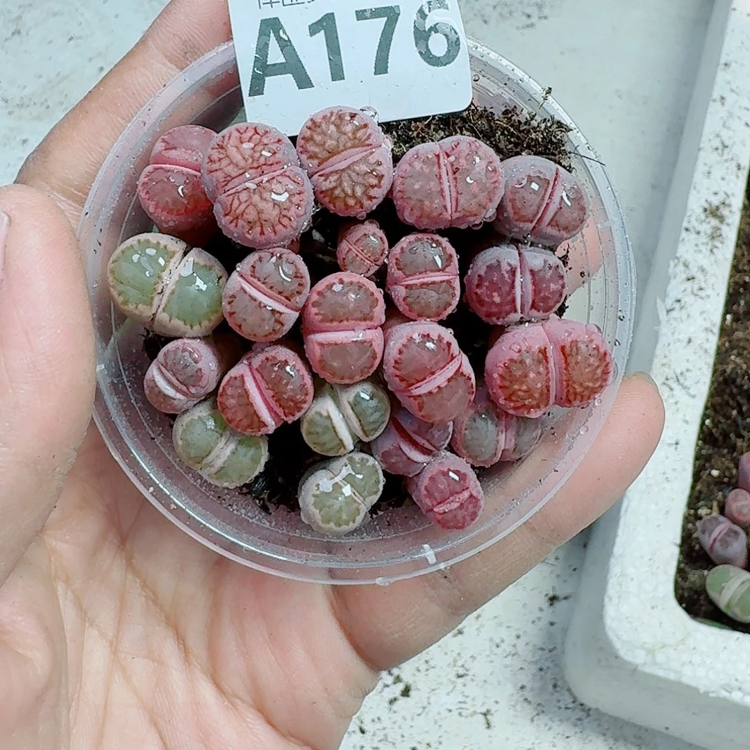 176多肉植物多肉植物