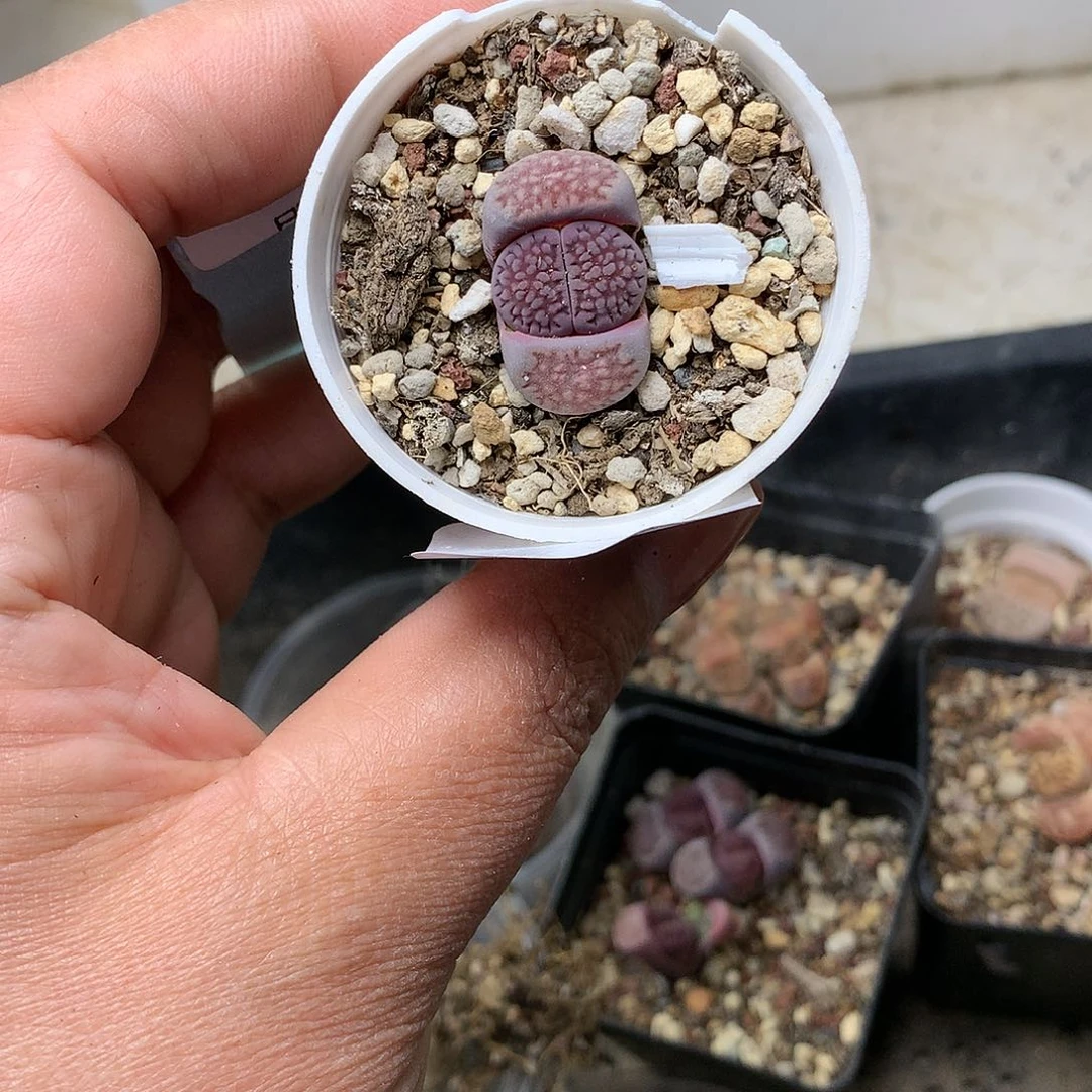 H501多肉植物保护研究所