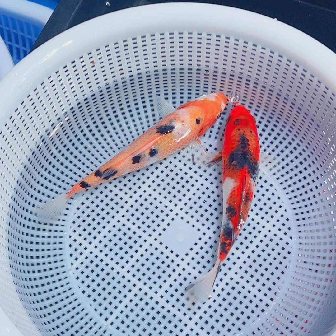 锦鲤锦鲤观赏鱼1111
