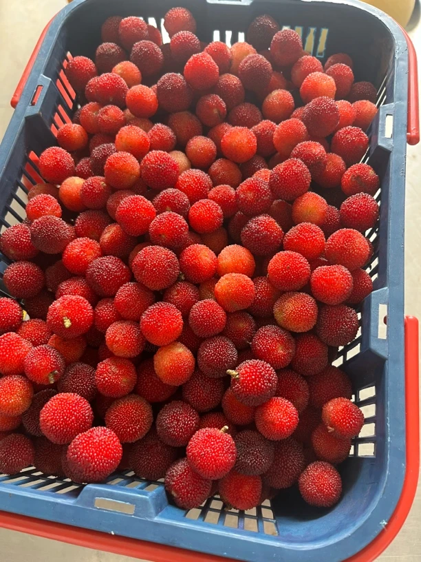 泡酒杨梅应季水果小杨梅泡酒
