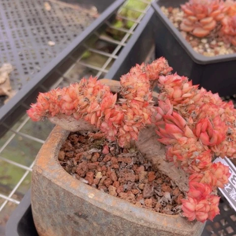 玉杯东云缀1933多肉植物