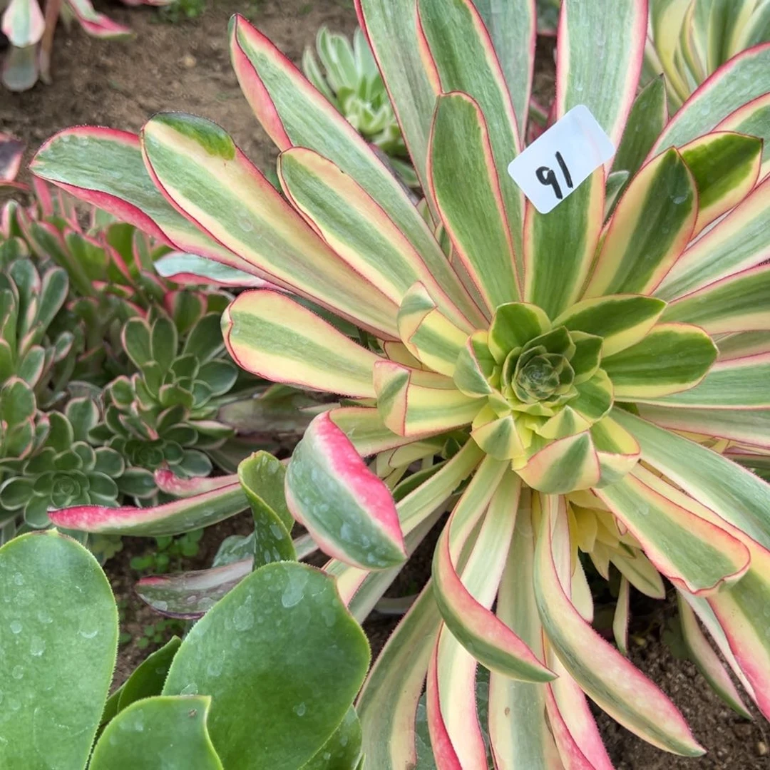 91啊波罗多肉植物一