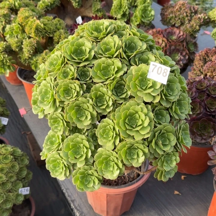 小***点多肉植物绿朵朵708