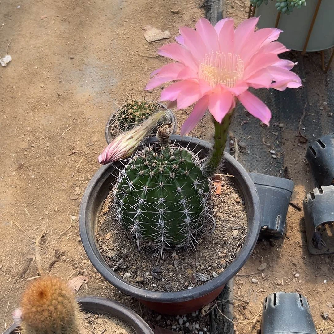 多肉植物彩草开花