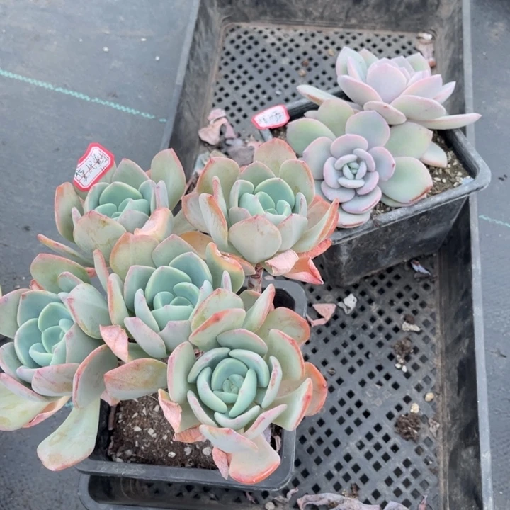 用***5白月光一颗奶茶双头一颗