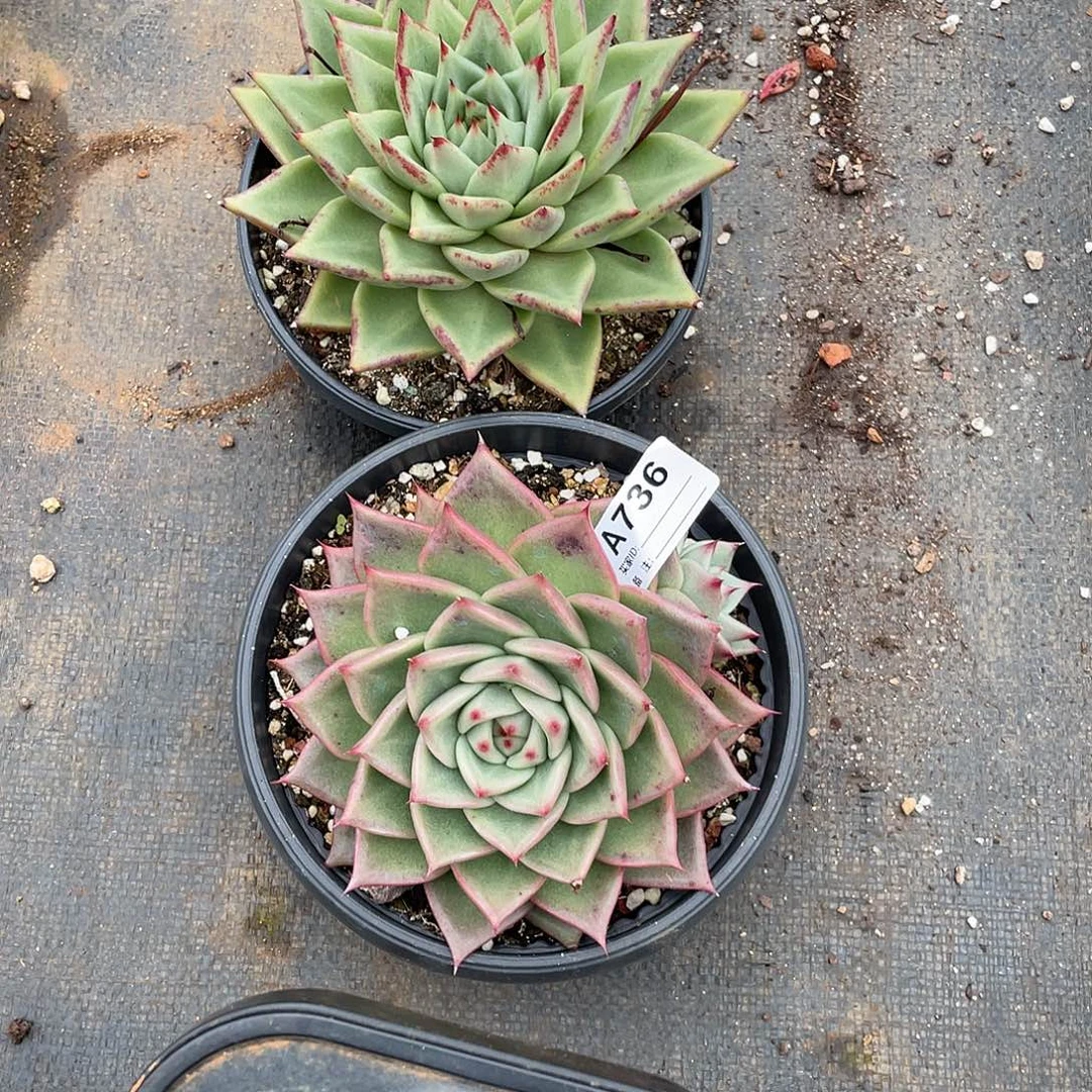 若如东云组拍A736