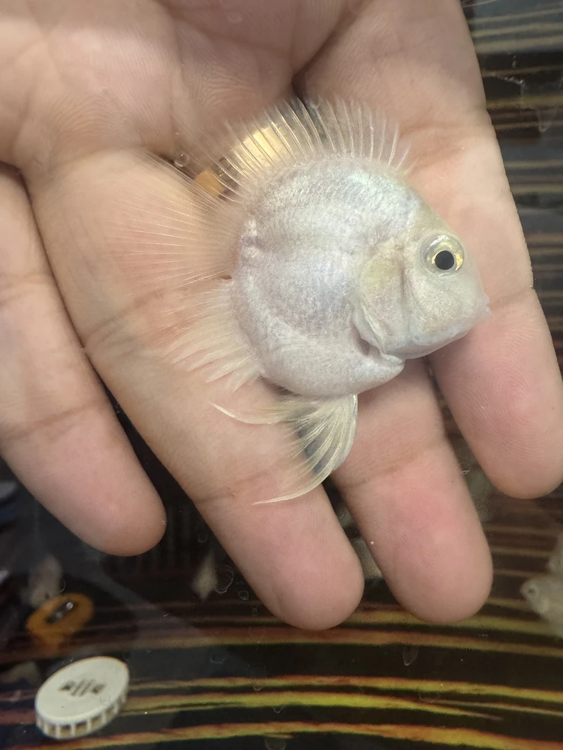 胭脂粉摩卡白金宝蓝奶牛缩尾桃心迷你鹦鹉