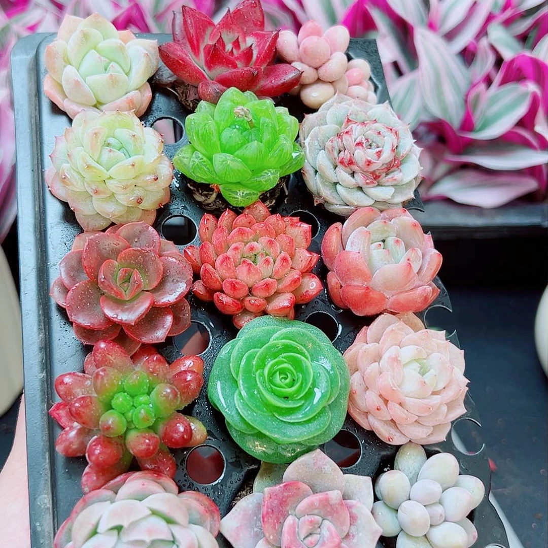 15棵多肉植物1111111