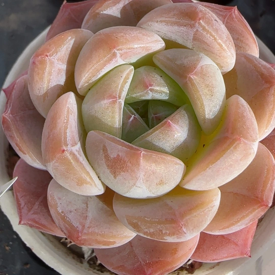 花语逸镜0225-107