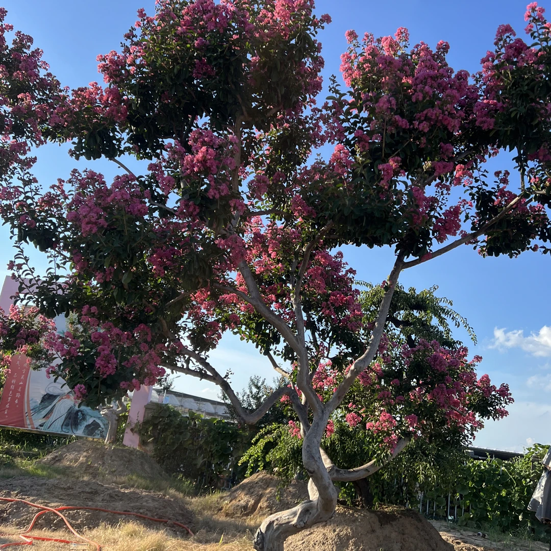 【一物一拍】小叶玫瑰红紫薇花庭院别墅地景绿化造型盆景开花耐热寒