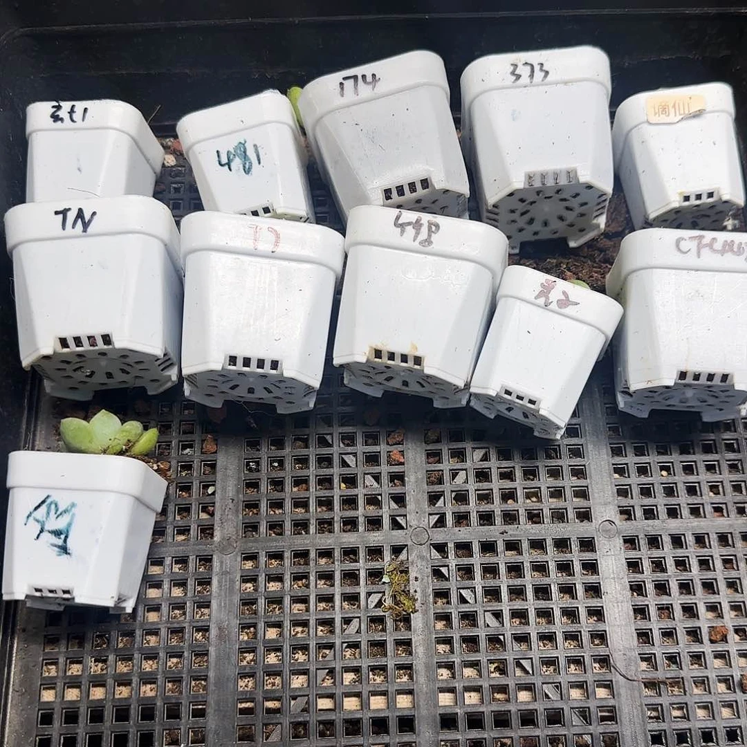 6月2日甜心10个财富1个盆满25包邮