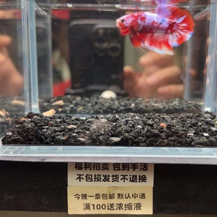 斗鱼竞拍跑单拉黑152