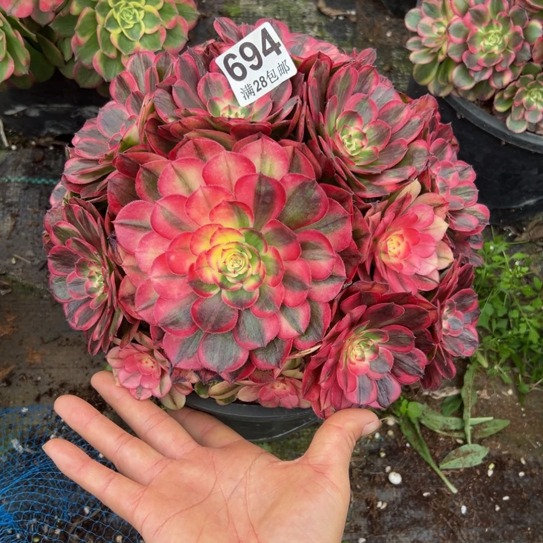 桉***奈多肉植物694海神的