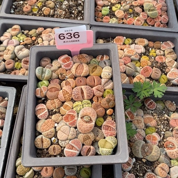 是****吖636生石花小苗