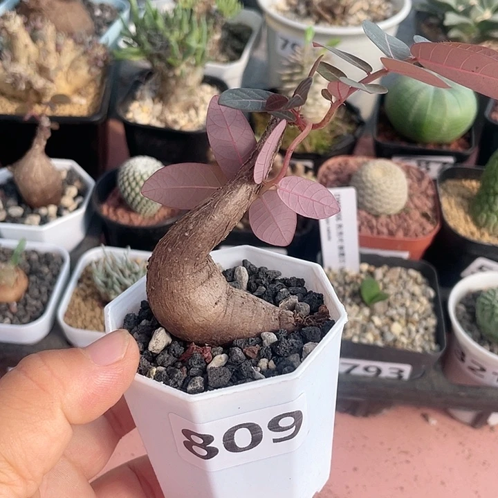 809泰国奇异油杆块根