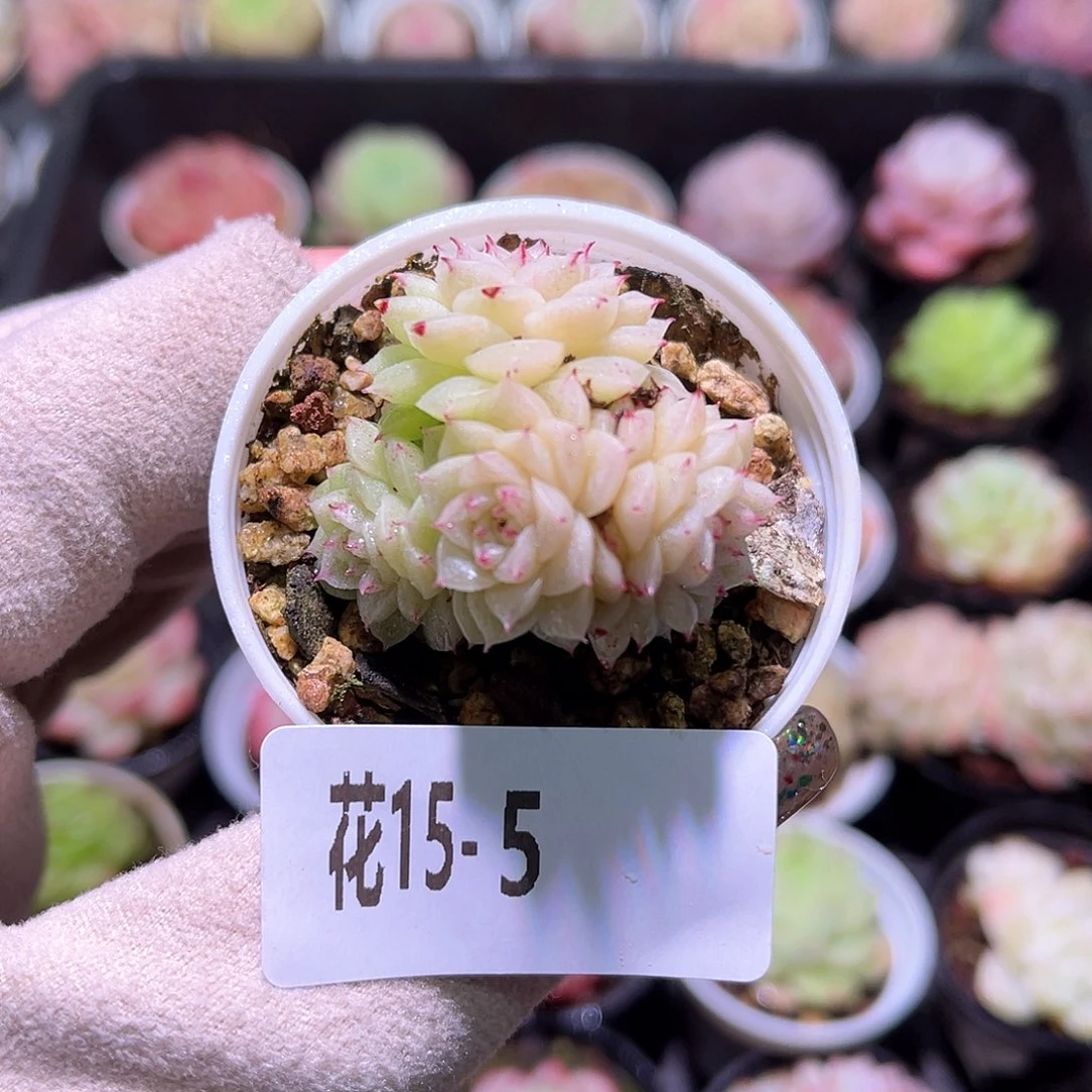 花利美15-5麦秆群