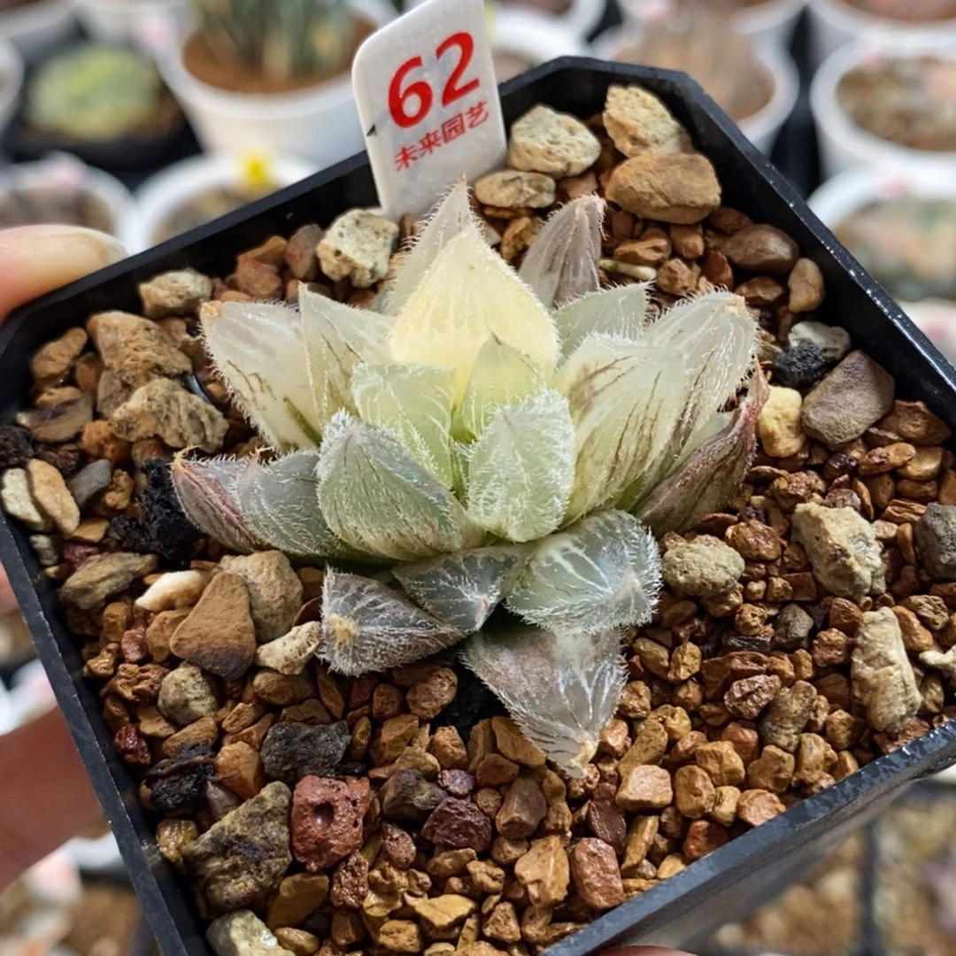 62毛玉露锦一物一图