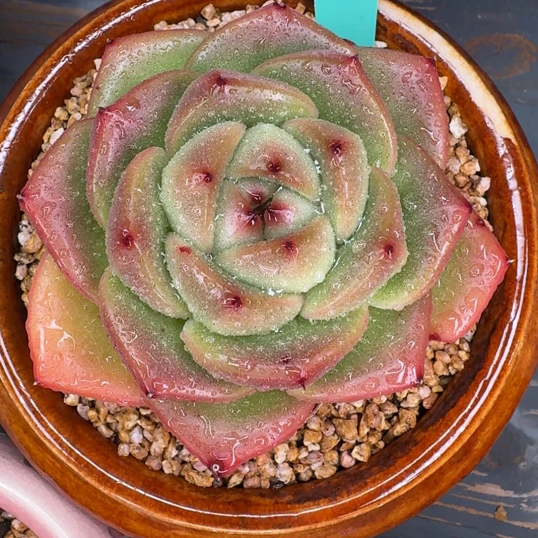 从前慢多肉精选编号1207.414