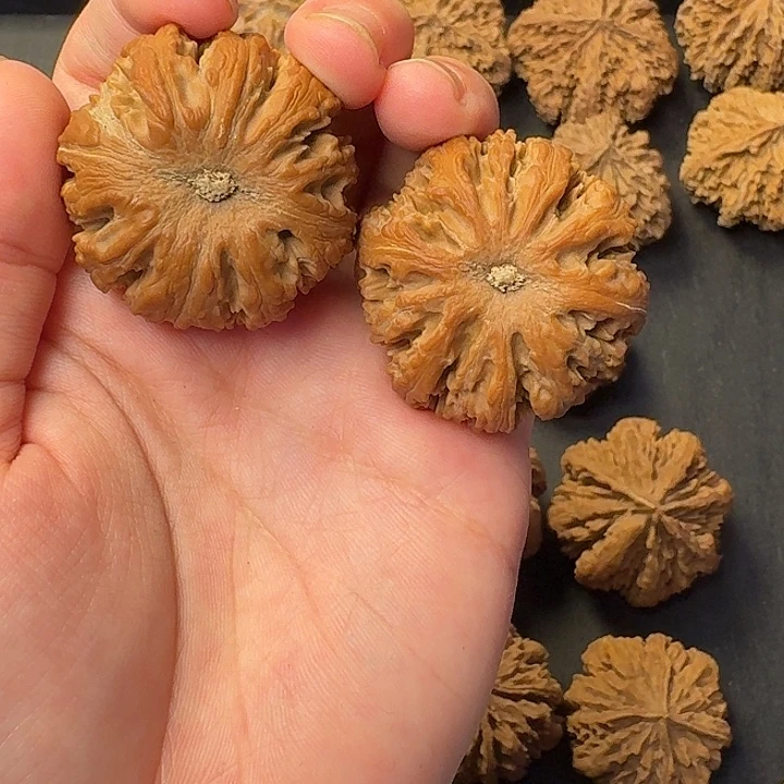 周***举核桃秦岭森林茂密和密林