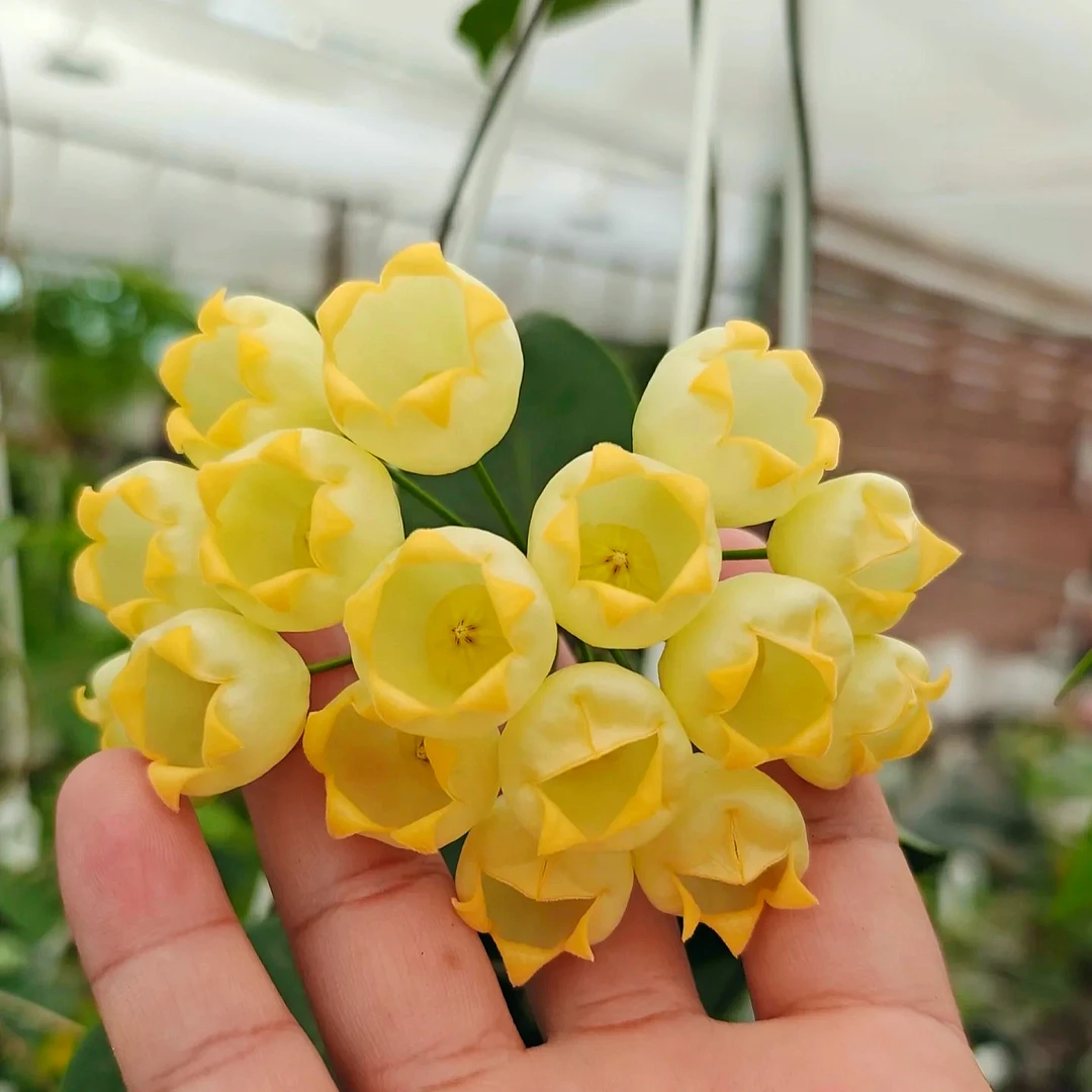 【膨花/甘草球兰】珍稀奇特花型开花阳台办公室球兰基地生长