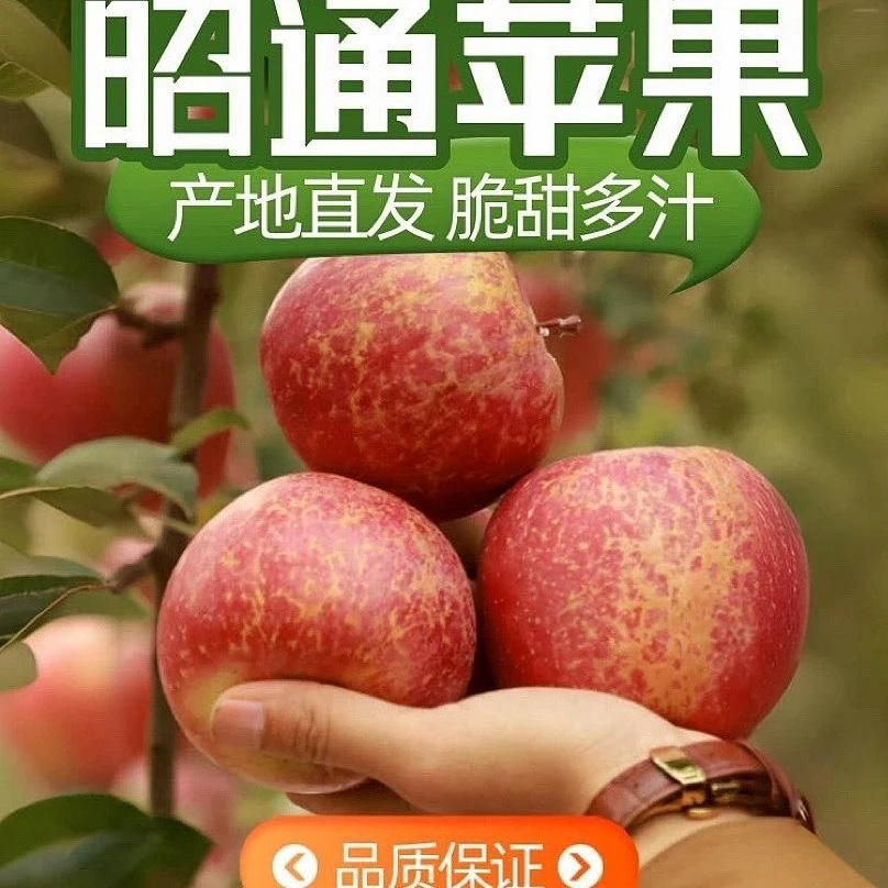 【珊姐专属】云南昭通丑苹果红露新鲜现摘冰糖心脆甜水果产地直发