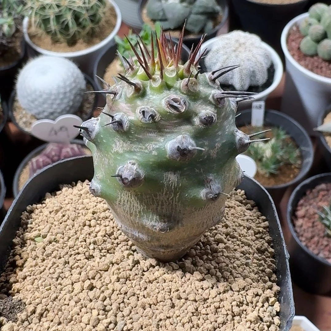 瓶干麒麟仙人球123