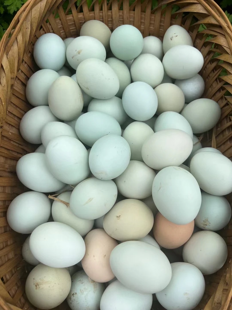 恩施大山绿壳乌鸡蛋健康美味孕妇可食新鲜营养30枚包邮