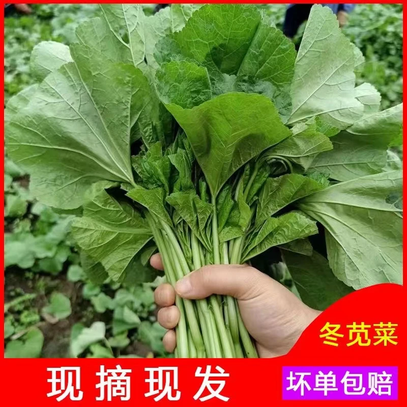 新鲜现摘冬寒菜新鲜蔬菜嫩马蹄菜东汉菜东苋菜糯米菜