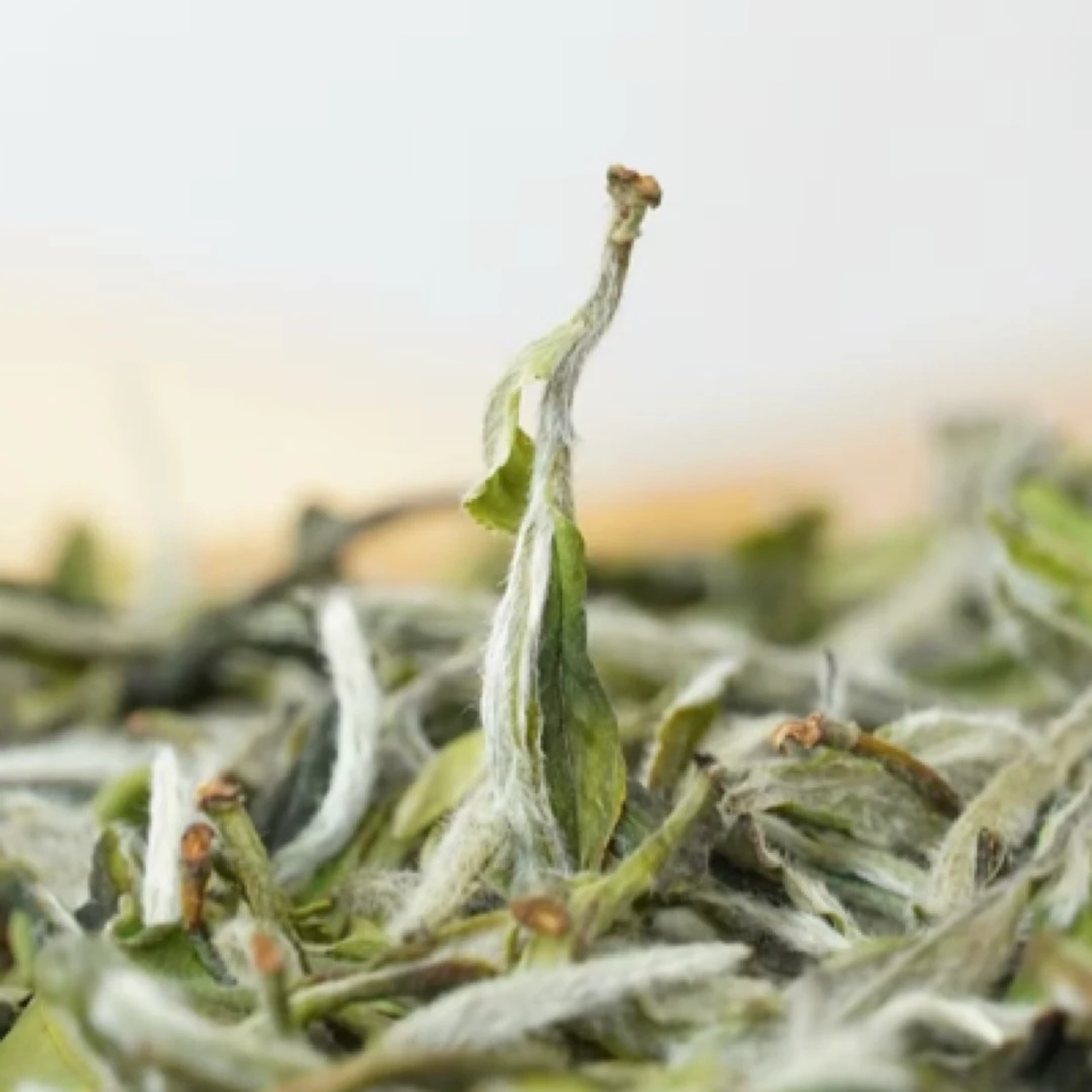 2025荒野一级白牡丹 山野春韵 核心产区传统日光萎凋